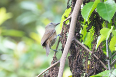 Clytorhynchus vitiensis