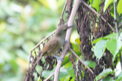 Clytorhynchus vitiensis