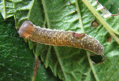 Tenthredo ferruginea