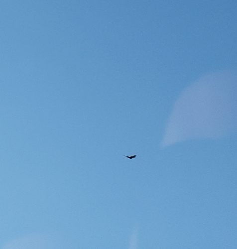 Turkey Vulture photographed in Louisiana