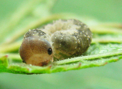 Tenthredo ferruginea
