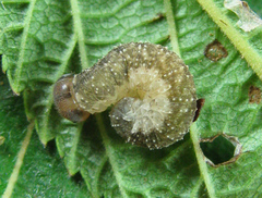 Tenthredo ferruginea