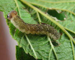 Tenthredo ferruginea