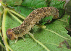 Tenthredo ferruginea