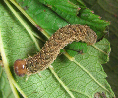Tenthredo ferruginea