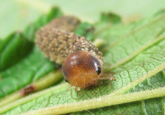 Tenthredo ferruginea