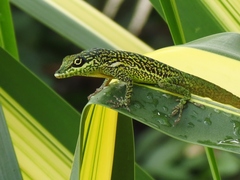 Anolis roquet