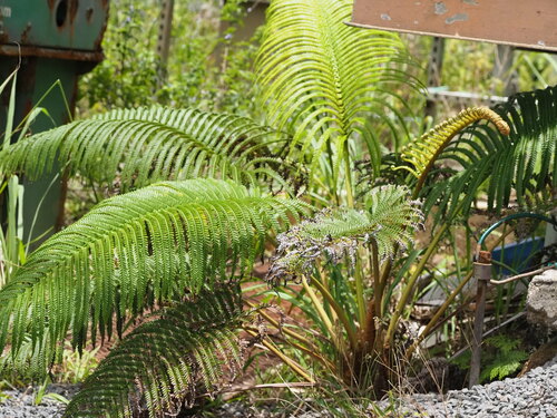 Sadleria cyatheoides observed 2023-06-23