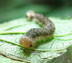 Tenthredo ferruginea