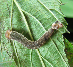 Tenthredo ferruginea