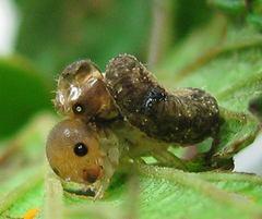 Tenthredo ferruginea
