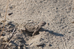 Phrynocephalus strauchi