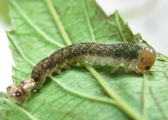 Tenthredo ferruginea