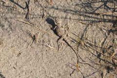 Phrynocephalus strauchi