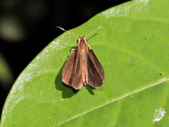 Synapte pecta