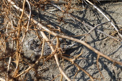 Phrynocephalus strauchi