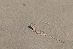 Phrynocephalus strauchi