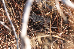 Phrynocephalus strauchi