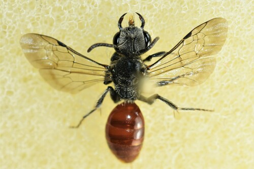 Sphecodes minor
