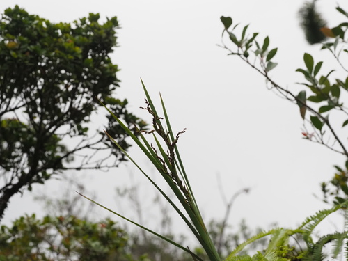 Machaerina mariscoides observed 2023-06-23