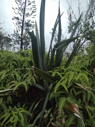 Phormium tenax observed 2023-06-23