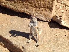 Atlantoxerus getulus