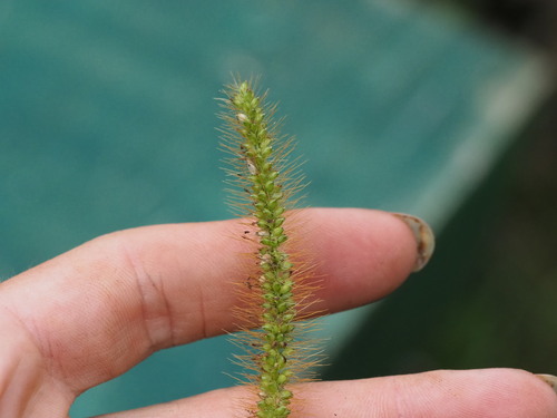 Setaria parviflora observed 2023-06-23