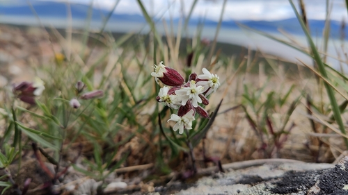 Creeping Catchfly