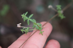 Galium porrigens porrigens