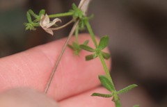 Galium porrigens porrigens