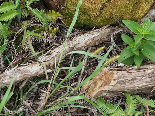 Setaria parviflora observed 2023-06-23