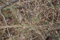 Galium porrigens porrigens