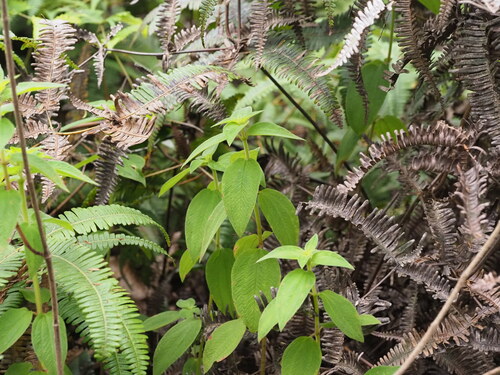 Image of Chaetogastra herbacea by (c) Kevin Faccenda, some rights reserved (CC BY)