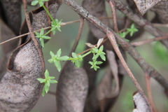 Galium porrigens porrigens