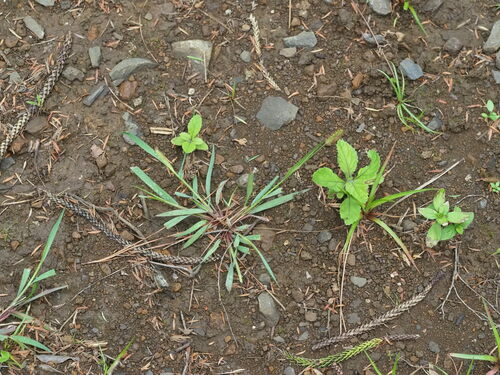 Setaria parviflora observed 2023-06-23