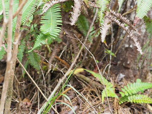 Setaria parviflora observed 2023-06-23