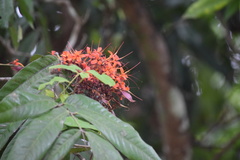 Saraca asoca