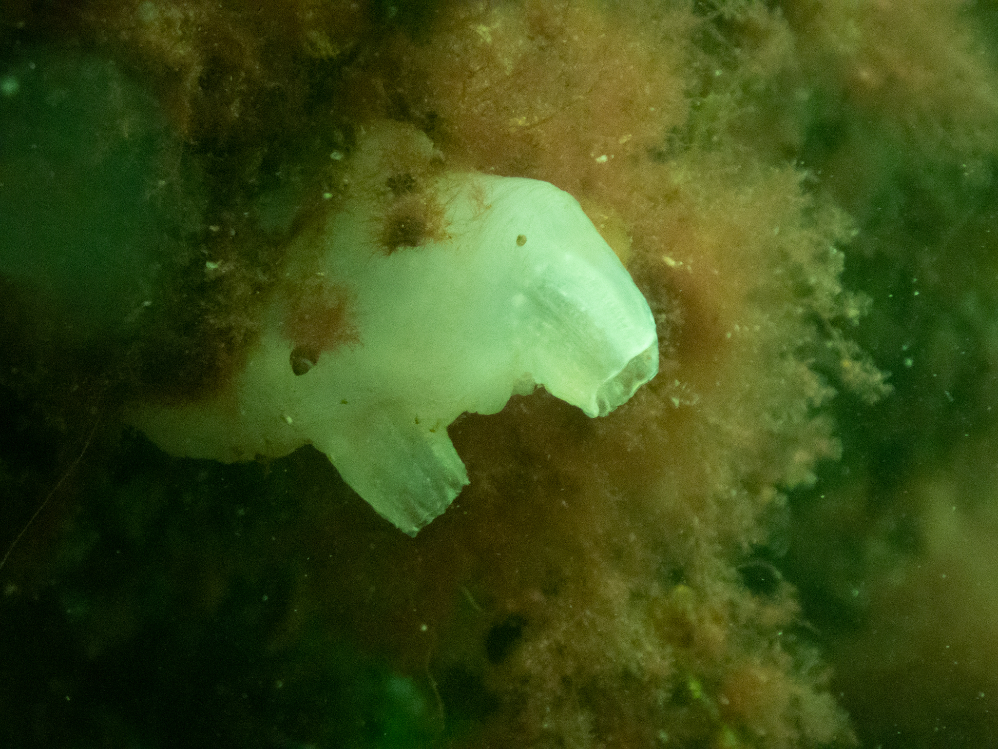Molgula manhattensis (De Kay, 1843)