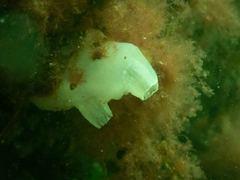 Molgula photo 4