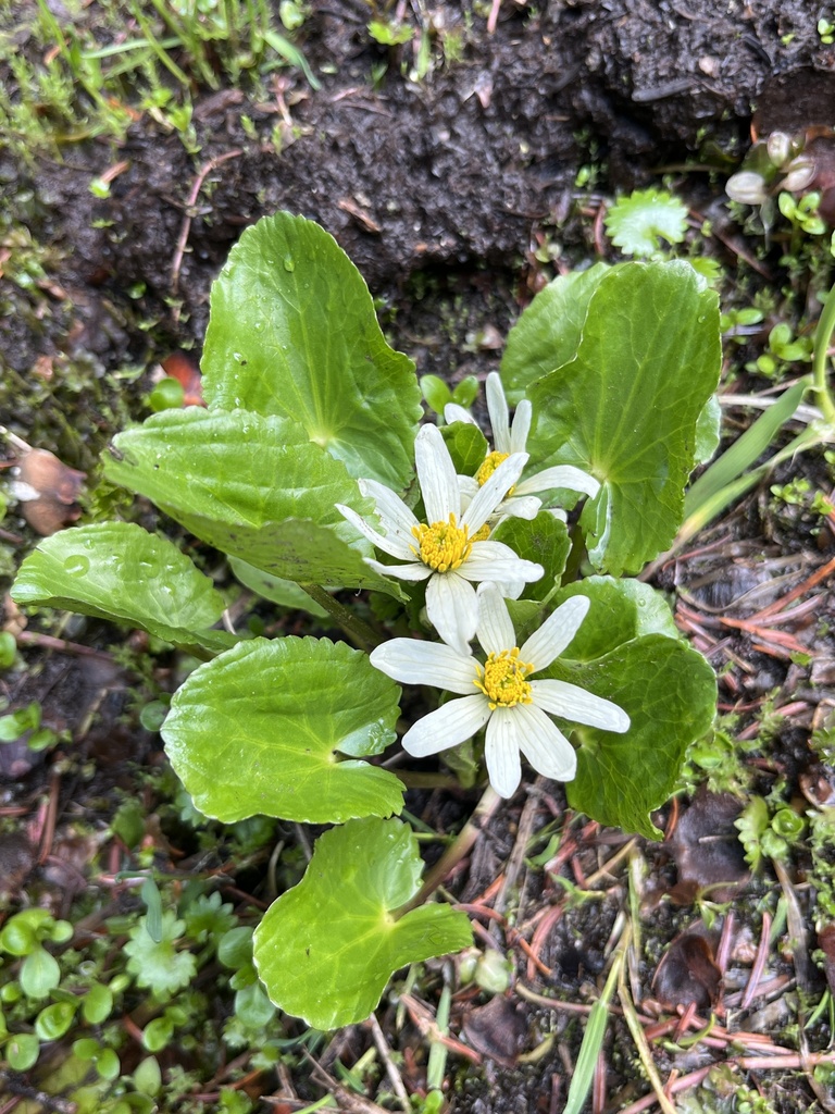 white marsh marigold