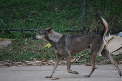 Canis familiaris