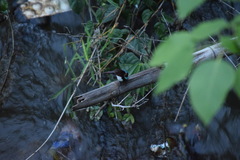Halcyon smyrnensis