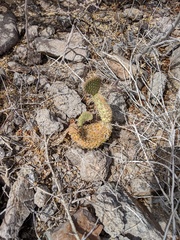 Opuntia comonduensis