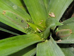 Dynastor darius stygianus