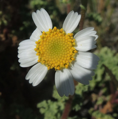 Perityle crassifolia robusta