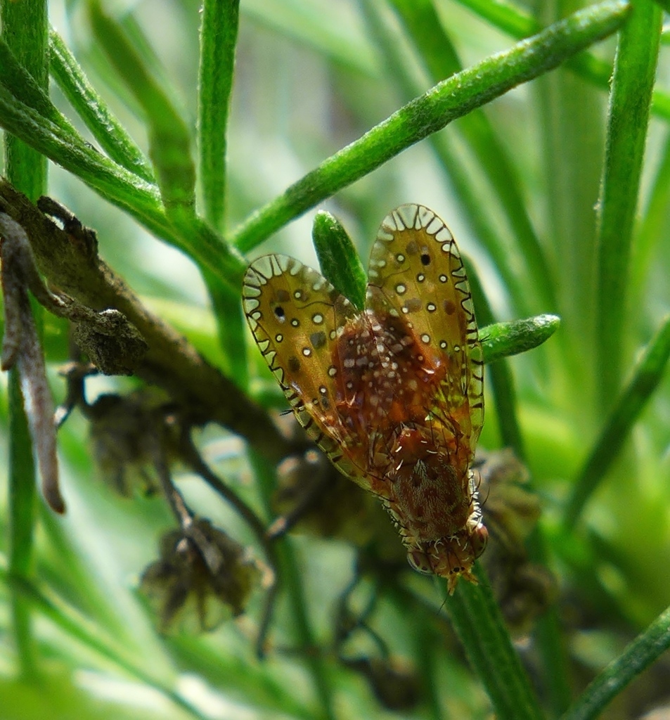 Paracantha gentilis