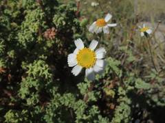 Perityle crassifolia robusta
