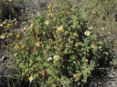 Perityle crassifolia robusta