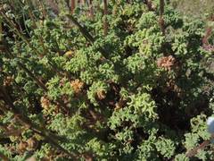 Perityle crassifolia robusta