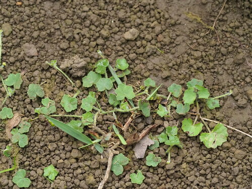 Hydrocotyle bowlesioides observed 2023-06-23